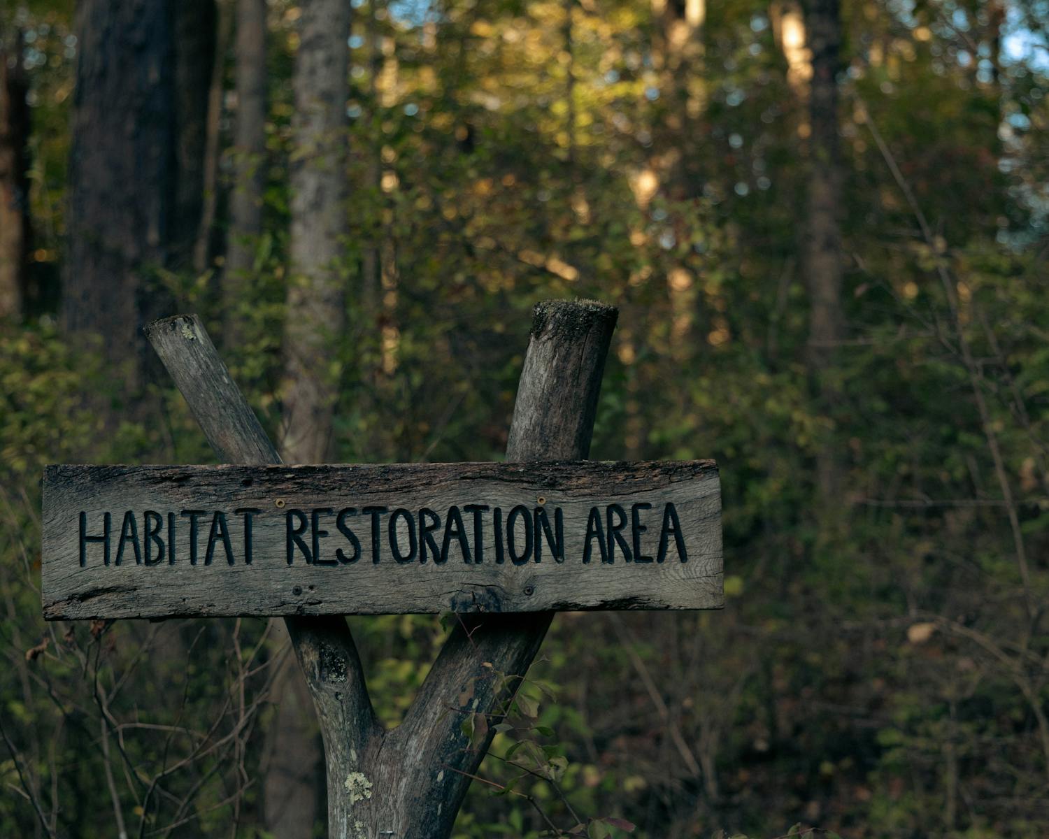 pexels-photo-28977716-2